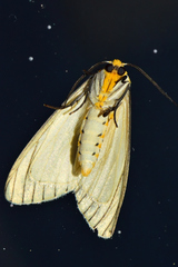 Spilosoma pelopea