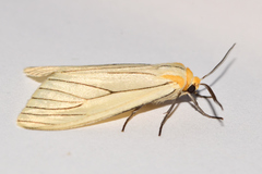 Spilosoma pelopea