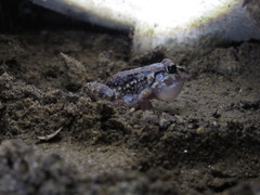 Leptodactylus troglodytes