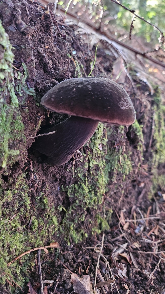 Tylopilus formosus · May 2025 · photo: © charliethomas (iNaturalist, cc0)