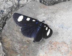 Alypiodes flavilinguis