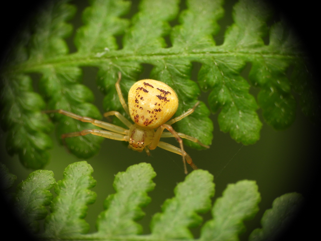 Diaea zonura