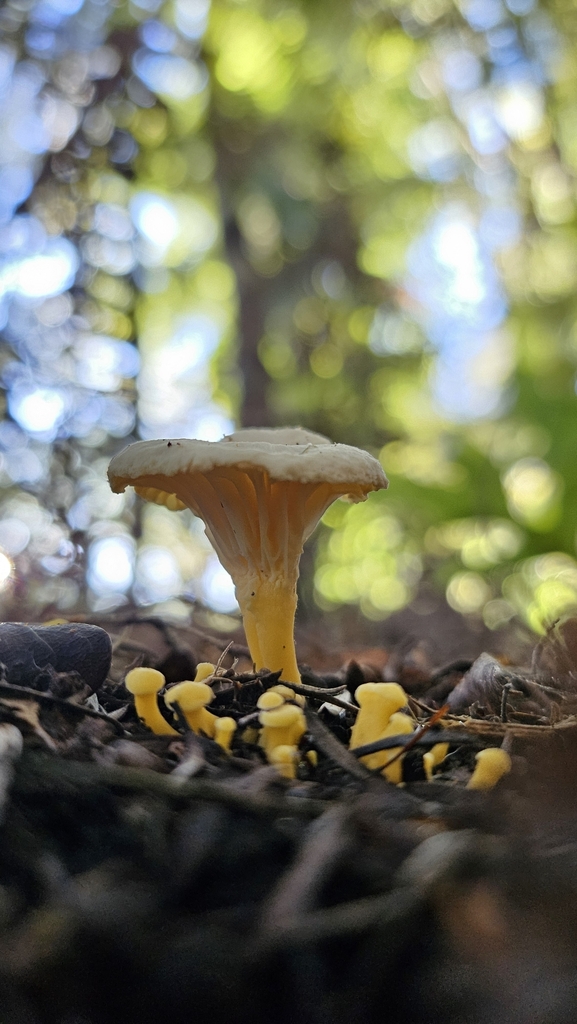 Cantharellus wellingtonensis · May 2025 · photo: © charliethomas (iNaturalist, cc0)