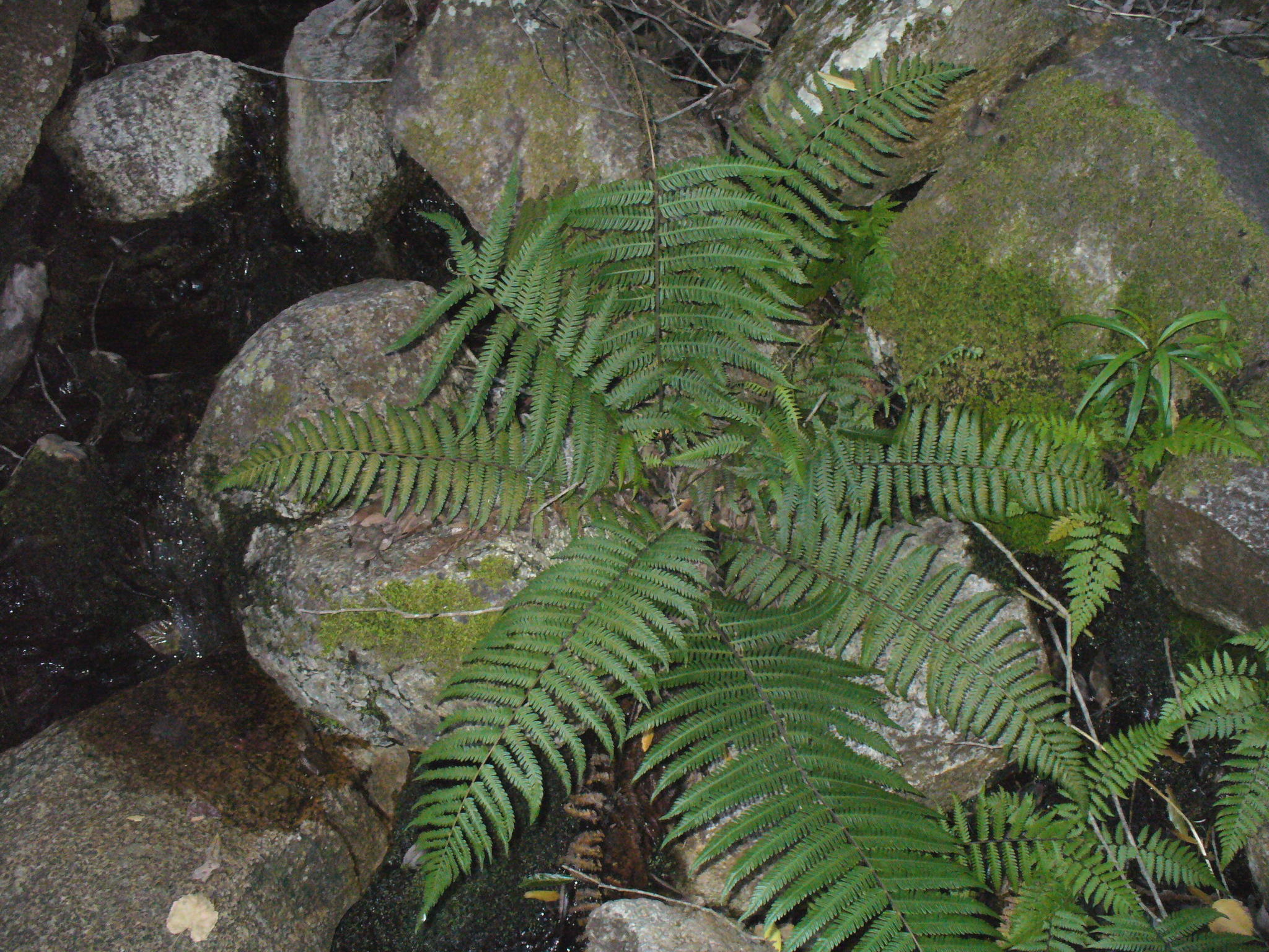 Pelazoneuron puberulum var. sonorense