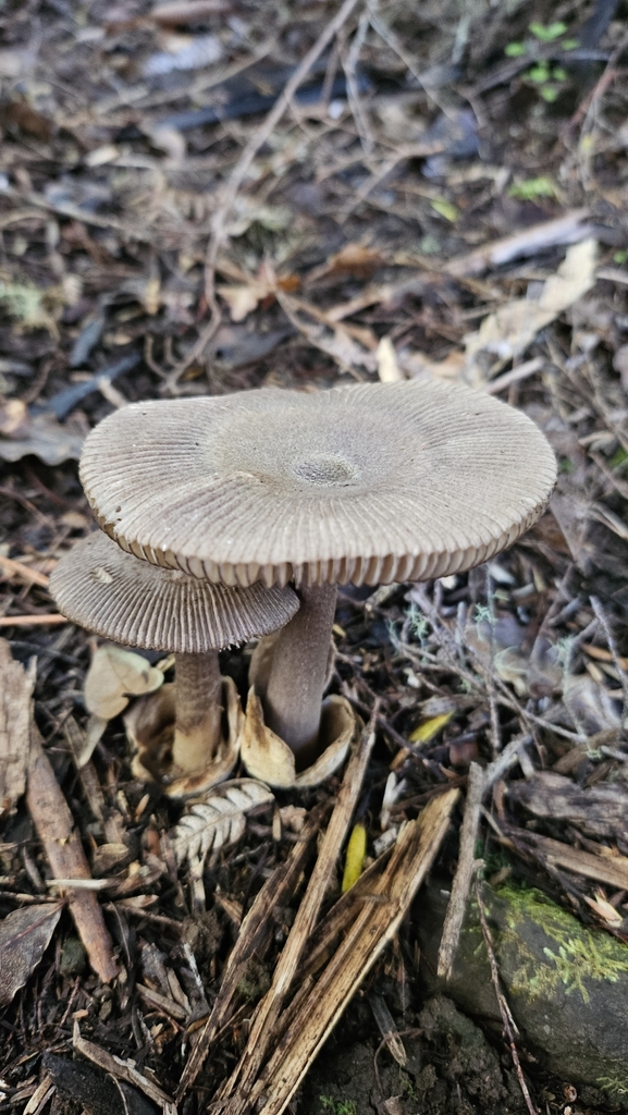 Amanita pekeoides · May 2025 · photo: © charliethomas (iNaturalist, cc0)