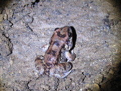 Leptodactylus troglodytes