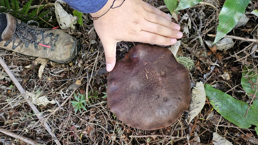 Tylopilus formosus · May 2025 · photo: © charliethomas (iNaturalist, cc0)