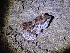 Leptodactylus troglodytes