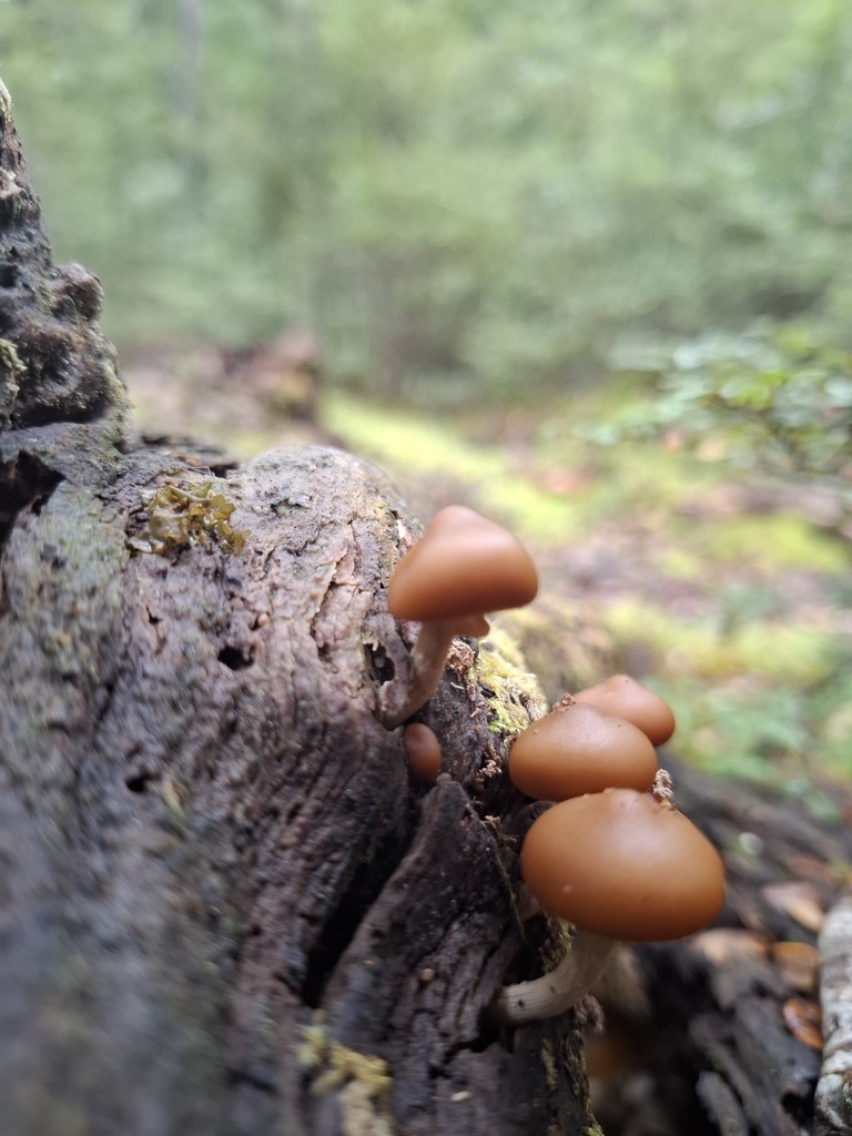 Galerina patagonica · May 2025 · photo: © armillariabianca (iNaturalist, cc0)