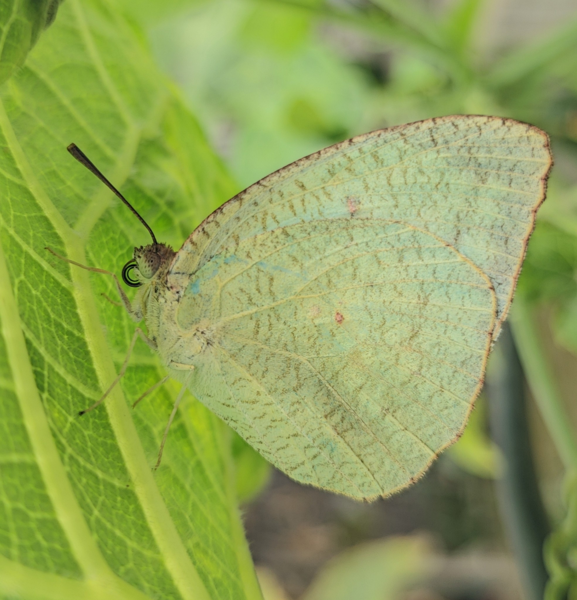 Mottled Emigrant