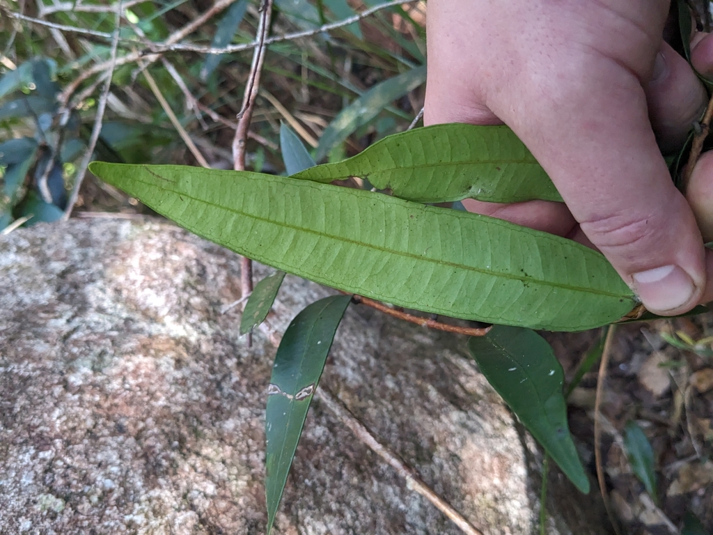 Syzygium wilsonii; photograph (c) Matt B, some rights reserved (CC BY)