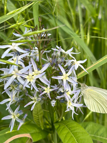 Amsonia tabernaemontana
