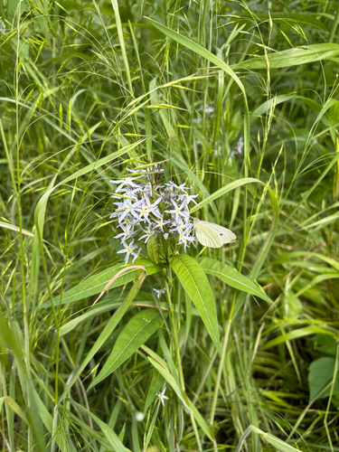 Amsonia tabernaemontana
