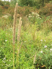 Phleum pratense