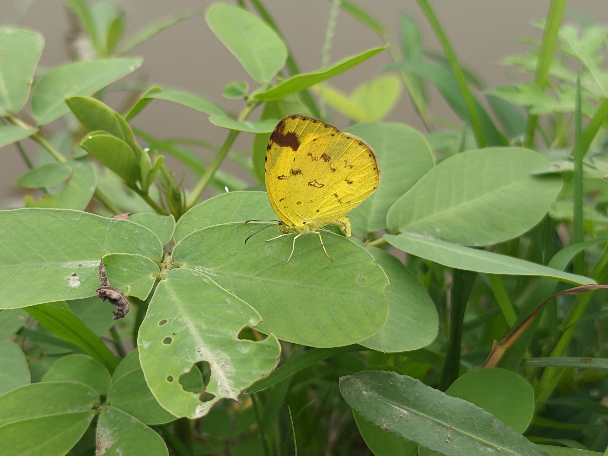 Common Grass Yellow