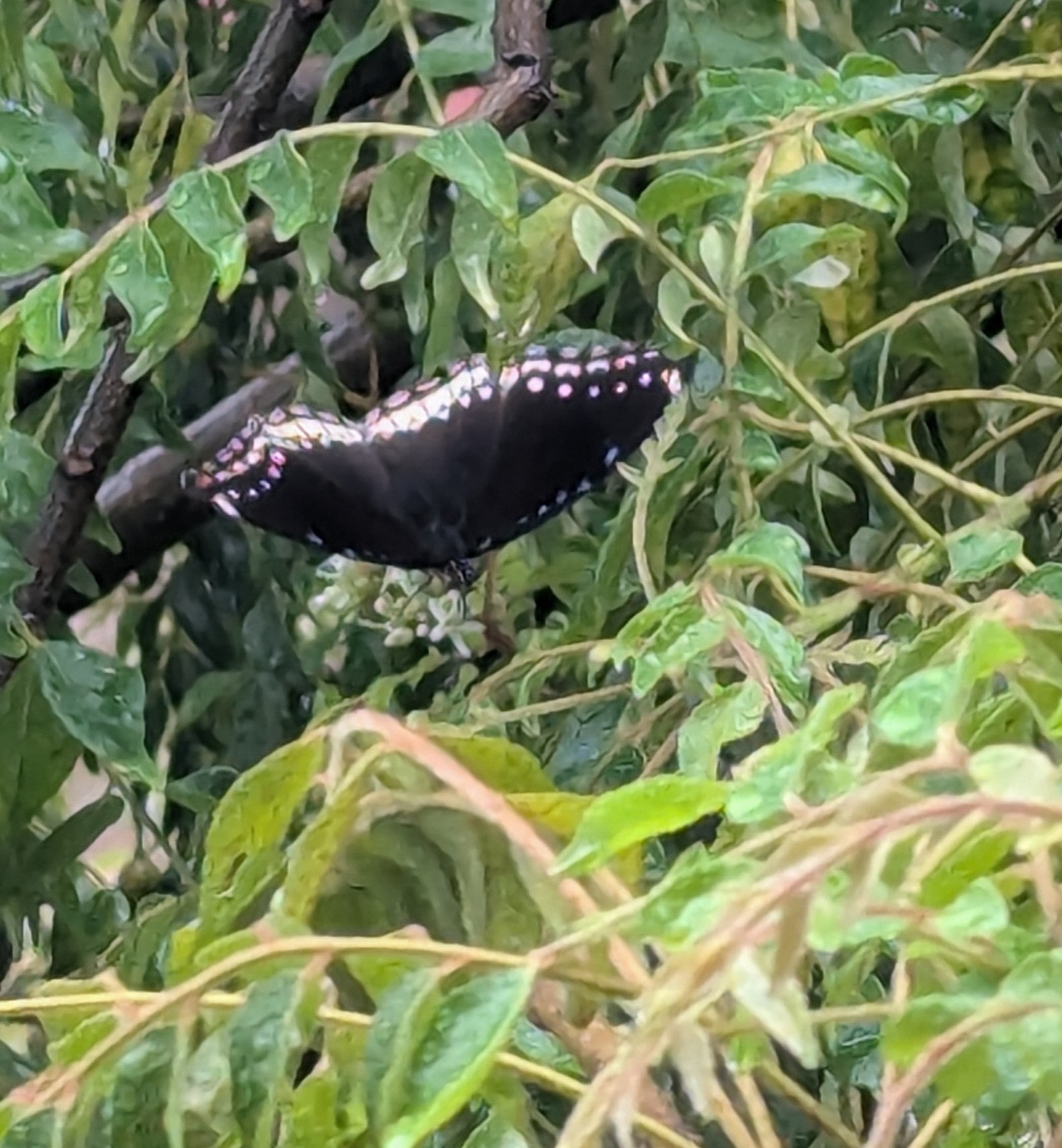 Great Eggfly