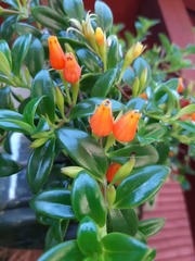 Nematanthus gregarius