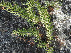 Pellaea ternifolia brandegeei