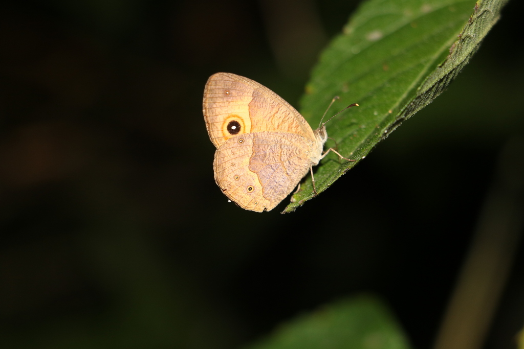 Heteropsis mayottensis