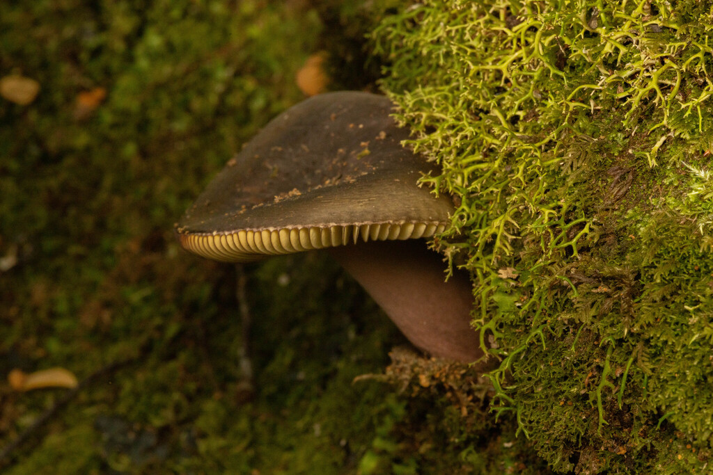 Russula tricholomopsis · May 2025 · photo: © sebastiandoak (iNaturalist, cc-by)
