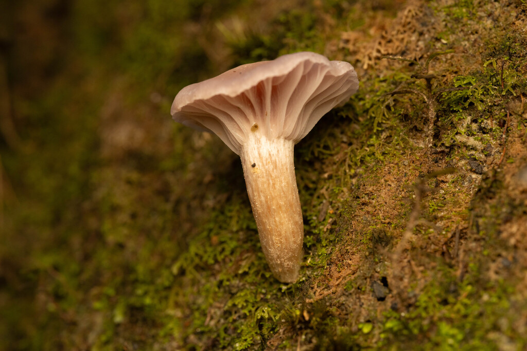 Cuphophyllus cheelii · May 2025 · photo: © sebastiandoak (iNaturalist, cc-by)