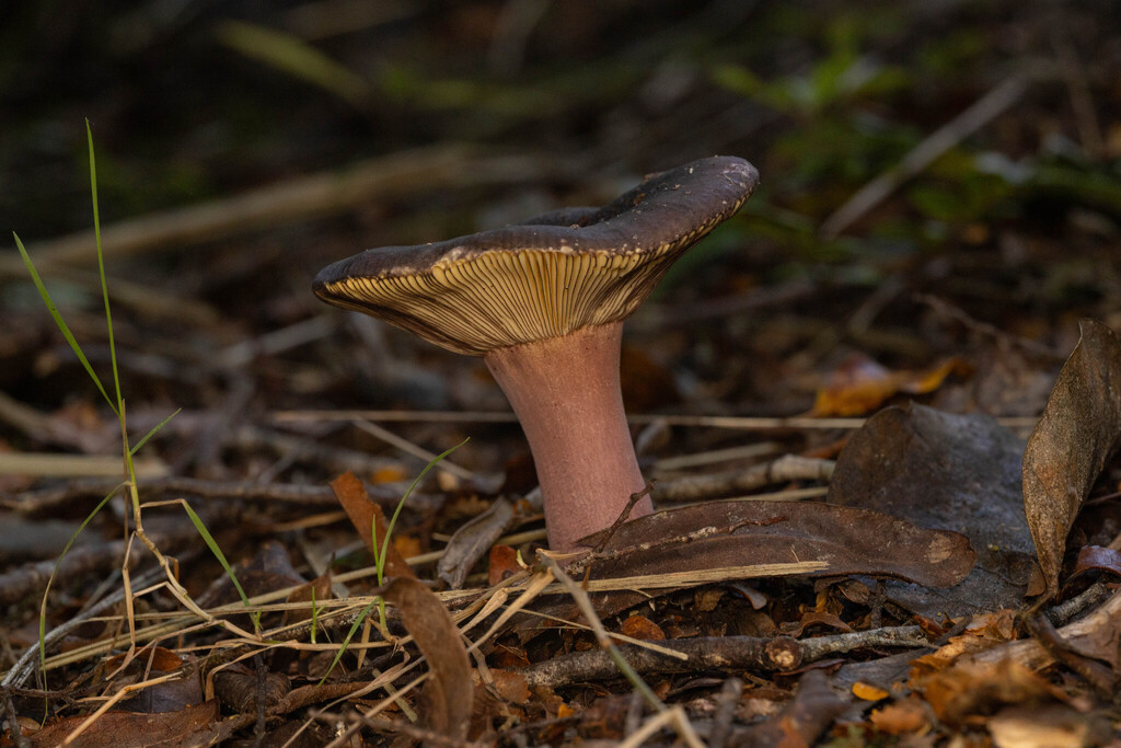 Russula tricholomopsis
