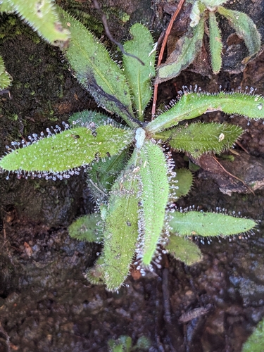 Drosera adelae