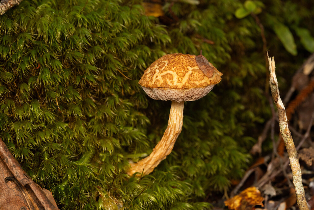 Austroboletus novae-zelandiae · May 2025 · photo: © sebastiandoak (iNaturalist, cc-by)