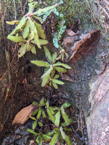 Drosera adelae