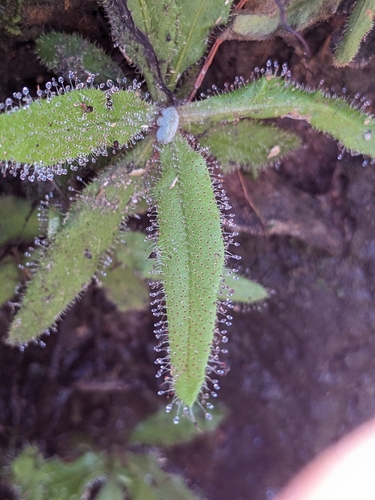 Drosera adelae