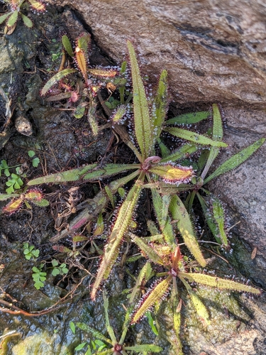 Lance-leaved sundew (Drosera adelae)