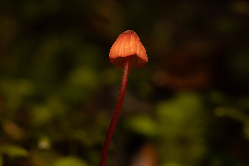 Mycena ura · May 2025 · photo: © sebastiandoak (iNaturalist, cc-by)