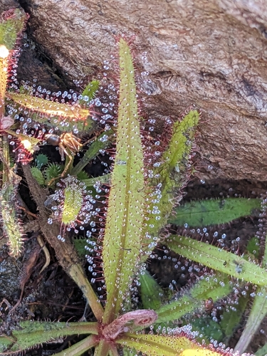 Drosera adelae