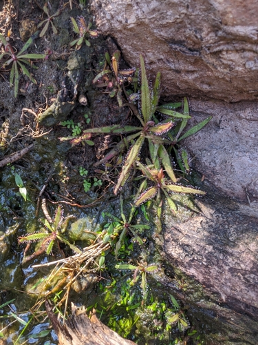 Drosera adelae