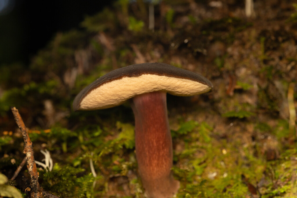 Tylopilus formosus · May 2025 · photo: © sebastiandoak (iNaturalist, cc-by)