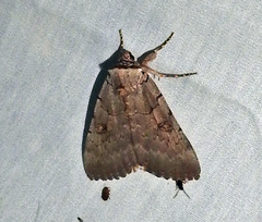 Catocala illecta