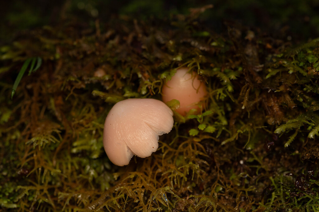 Humidicutis horakii