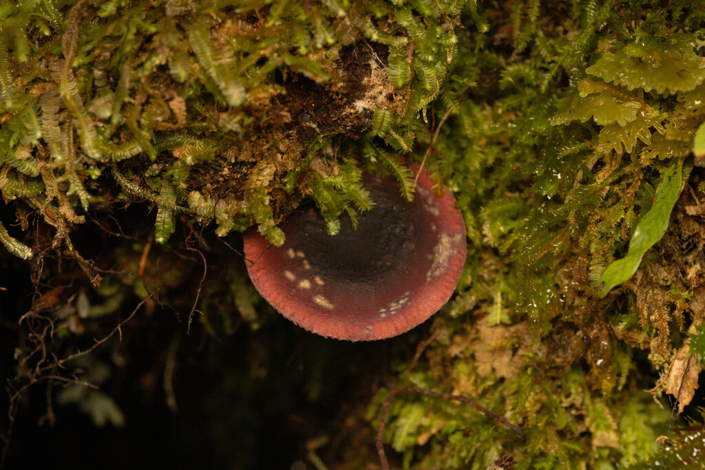 Russula roseopileata · May 2025 · photo: © sebastiandoak (iNaturalist, cc-by)
