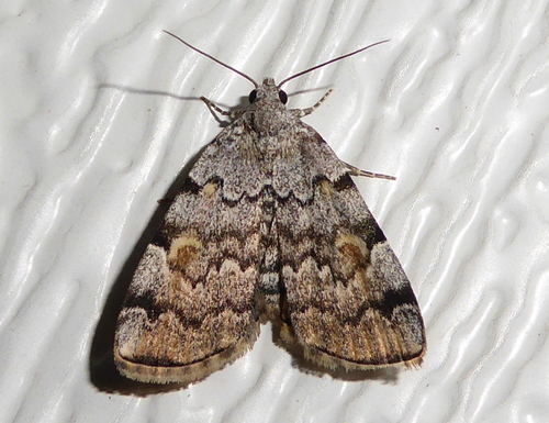American Idia Moth