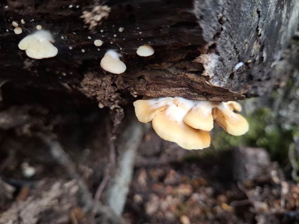 Crepidotus praecipuus · May 2025 · photo: © armillariabianca (iNaturalist, cc0)