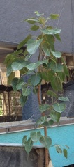 Ficus religiosa