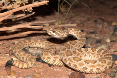 Crotalus
