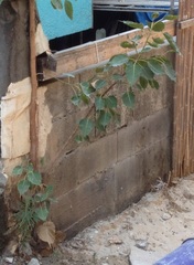 Ficus religiosa
