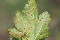 Puccinia modiolae