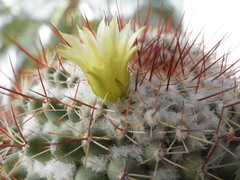 Mammillaria petrophila petrophila