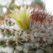 Mammillaria petrophila petrophila - Photo (c) Jose Luis Leon de la Luz, some rights reserved (CC BY-NC), uploaded by Jose Luis Leon de la Luz