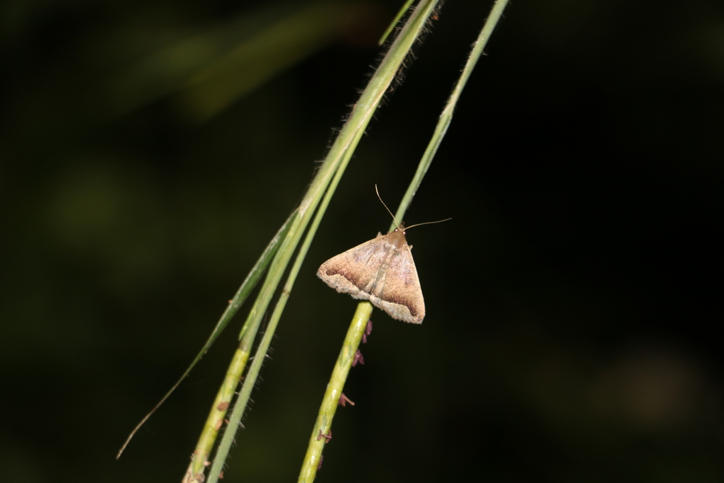 Nodaria periplocalis