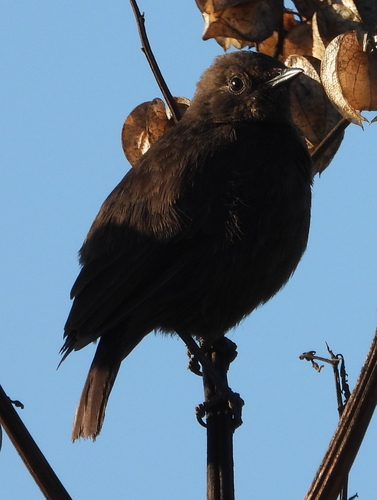 Sooty Chat (Myrmecocichla nigra)