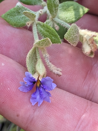 velvet beauty-bush (Dampiera ferruginea)