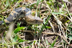 Pituophis deppei deppei